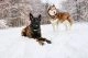 Motiv: Zwei Hunde im Schnee