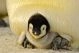 Motiv: Pinguin Baby