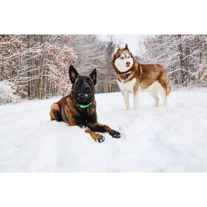 Motiv: Zwei Hunde im Schnee