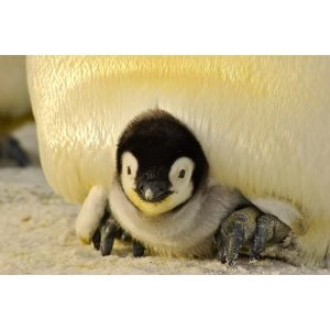 Motiv: Pinguin Baby